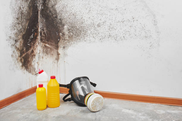 Best Certified Mold Removal  in USA